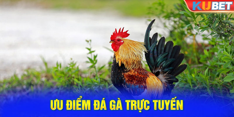 Ưu điểm đá gà trực tuyến